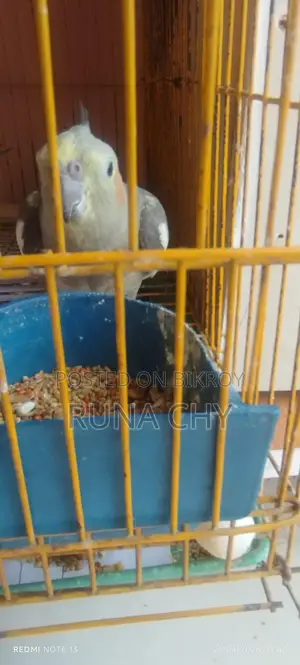 Cockatiel Birds for Sale