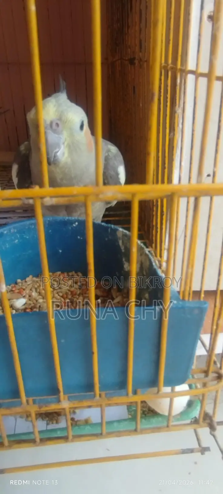 Cockatiel Birds for Sale