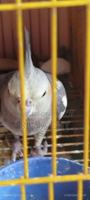 Cockatiel Birds for Sale