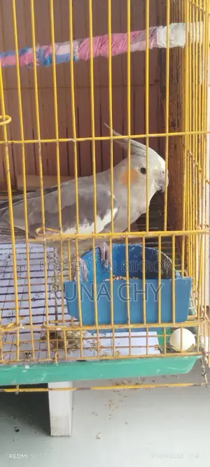 Cockatiel Birds for Sale