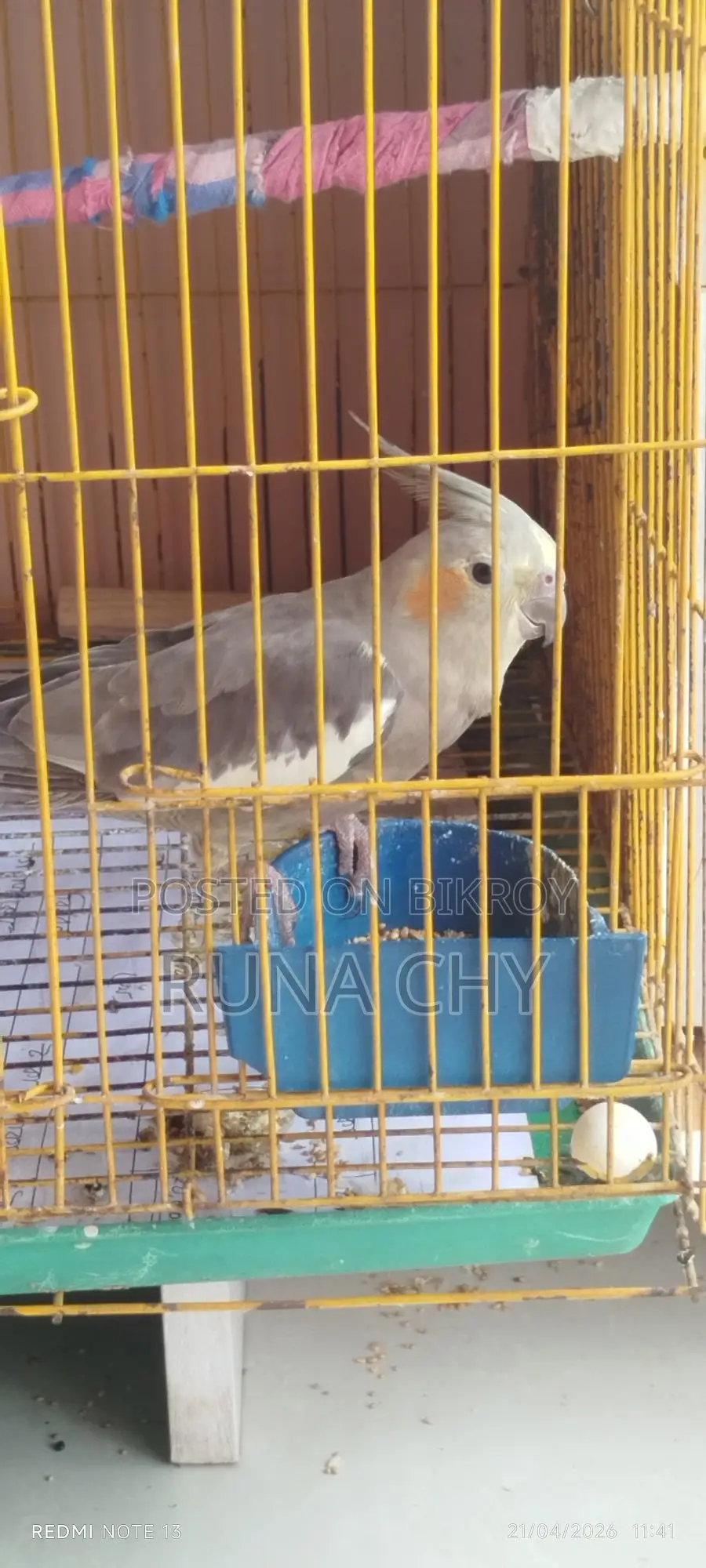 Cockatiel Birds for Sale