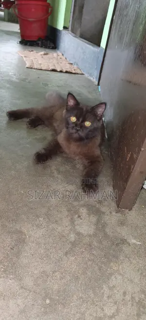 বিড়াল একটা বিক্রি হবে