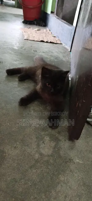 বিড়াল একটা বিক্রি হবে