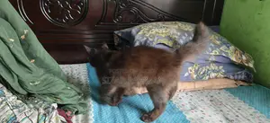 বিড়াল একটা বিক্রি হবে