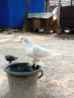 Siraji Male Pigeon for Sale