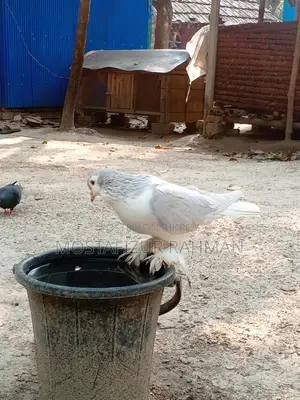 Siraji Male Pigeon for Sale