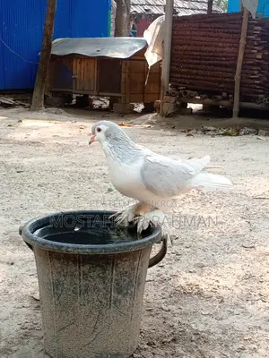 Siraji Male Pigeon for Sale