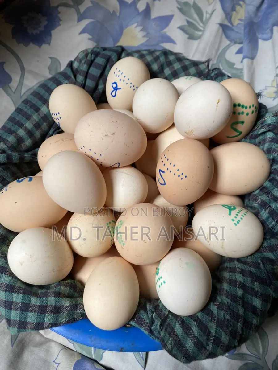 Silkie Chicken and Golden Sebright Hatching Eggs