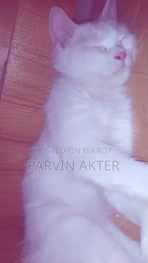 Pure Persian Female Cat