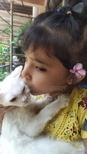 Pure Persian Female Cat