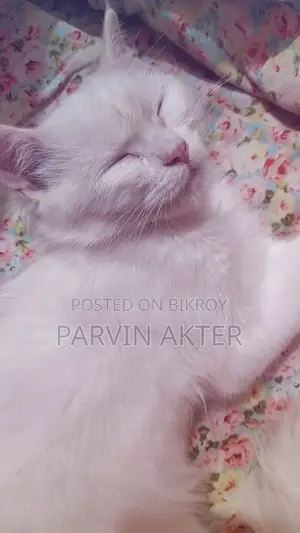 Pure Persian Female Cat