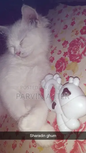 Pure Persian Female Cat