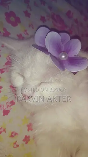 Pure Persian Female Cat