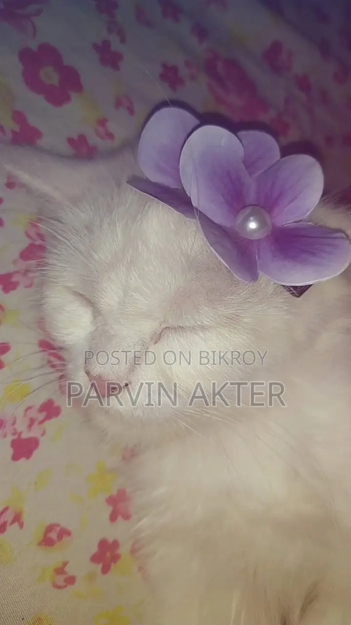 Pure Persian Female Cat