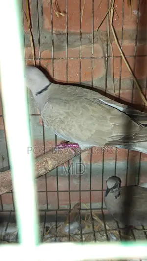 Foreign Pigeons