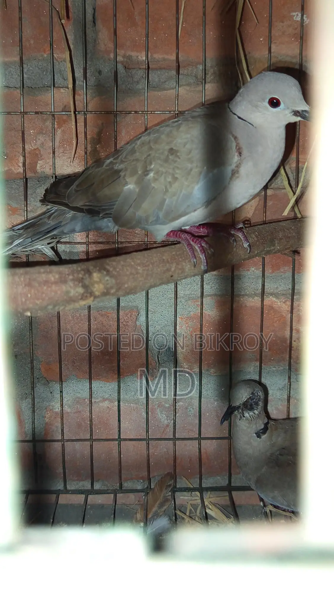 Foreign Pigeons