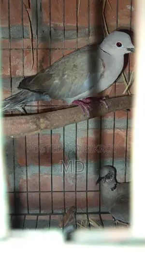 Foreign Pigeons