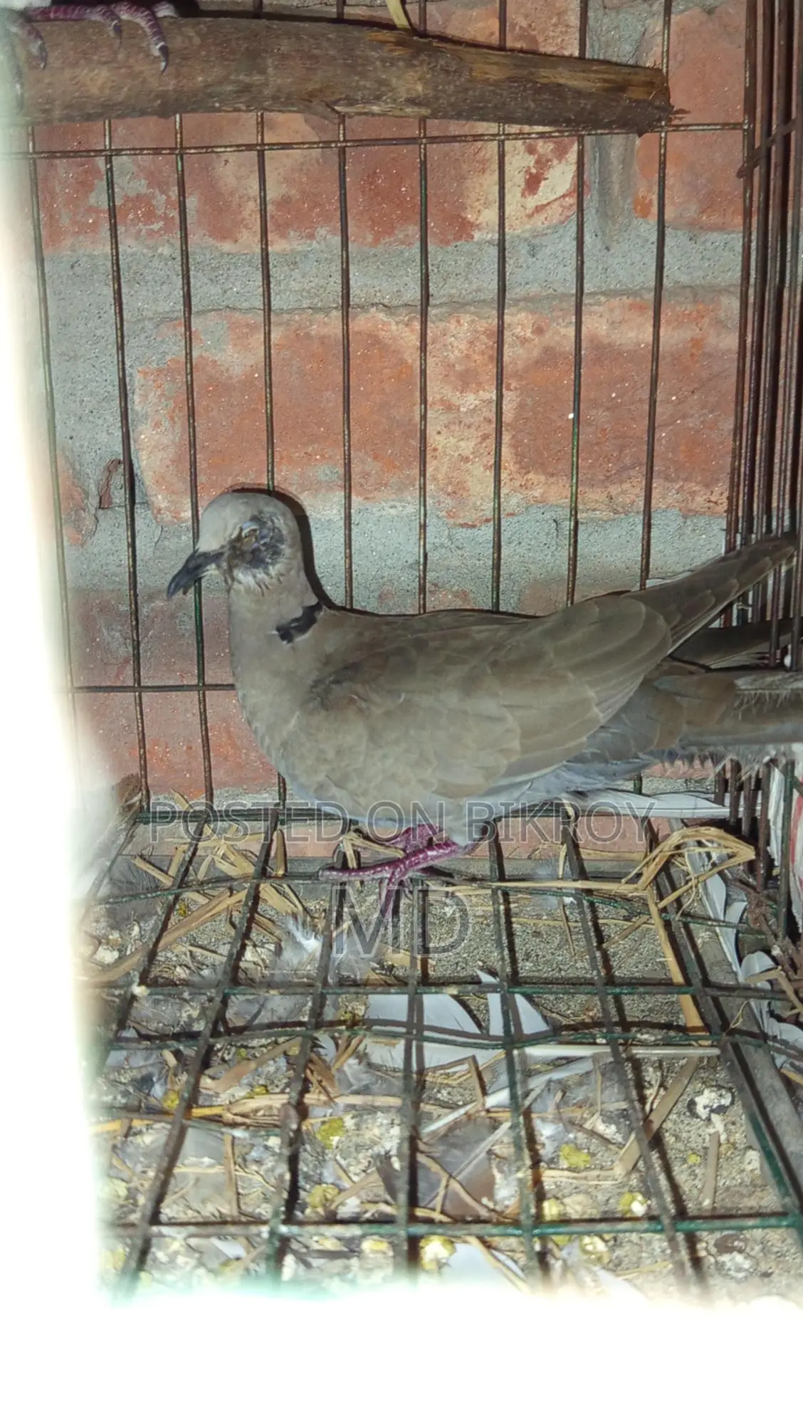 Foreign Pigeons