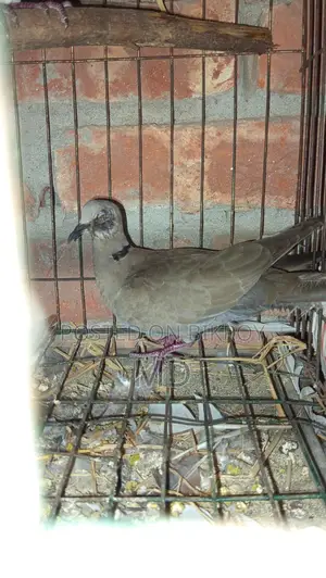 Foreign Pigeons