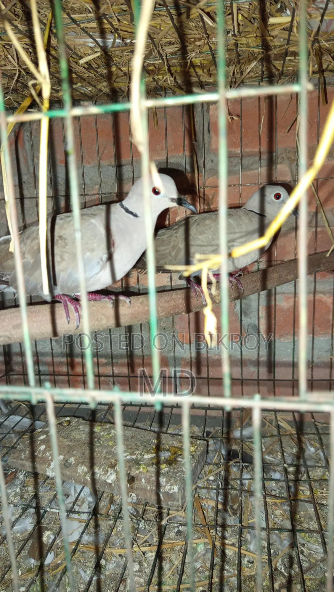 Foreign Pigeons