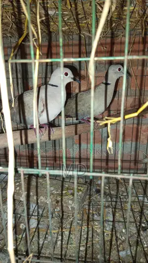 Foreign Pigeons
