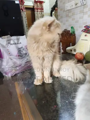 1+ year Male Purebred Persian