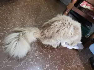 1+ year Male Purebred Persian