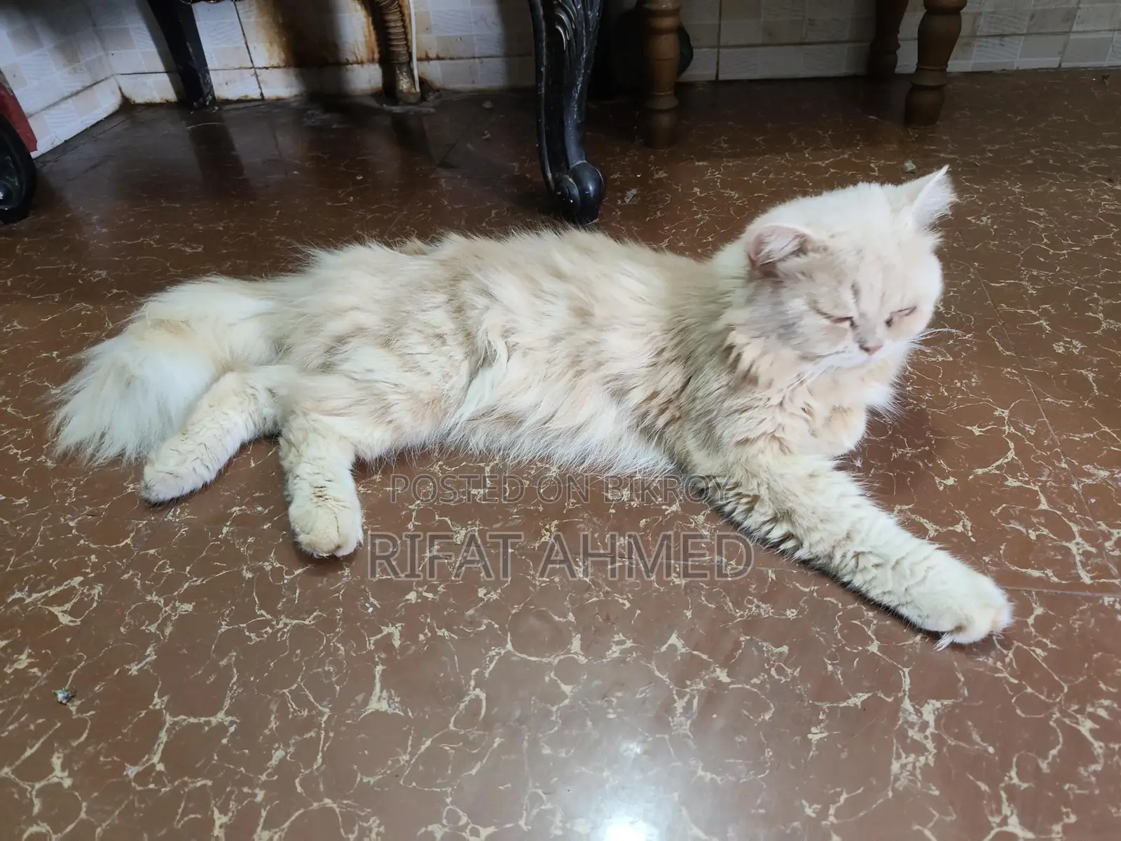 1+ year Male Purebred Persian