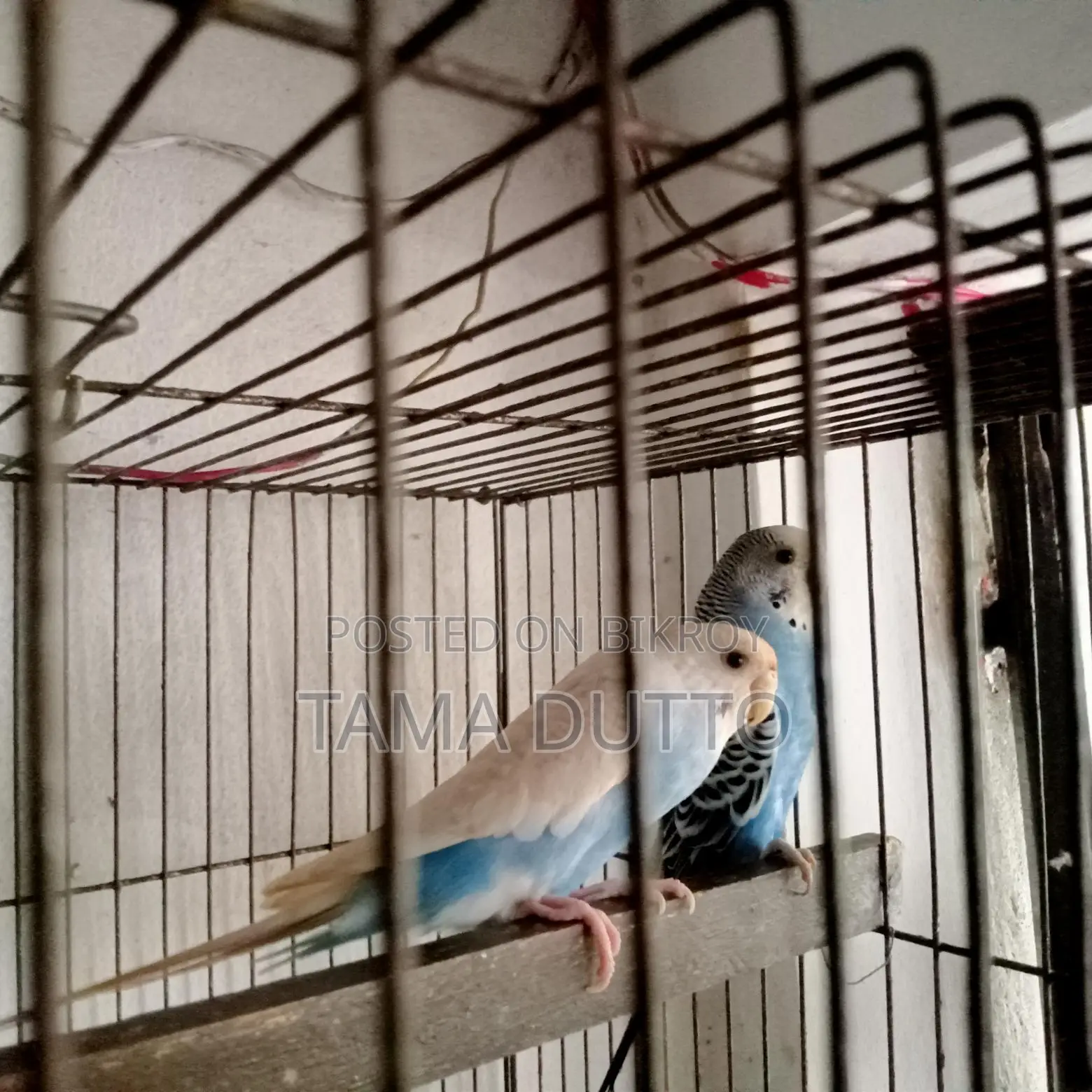 A pair of Budgie birds