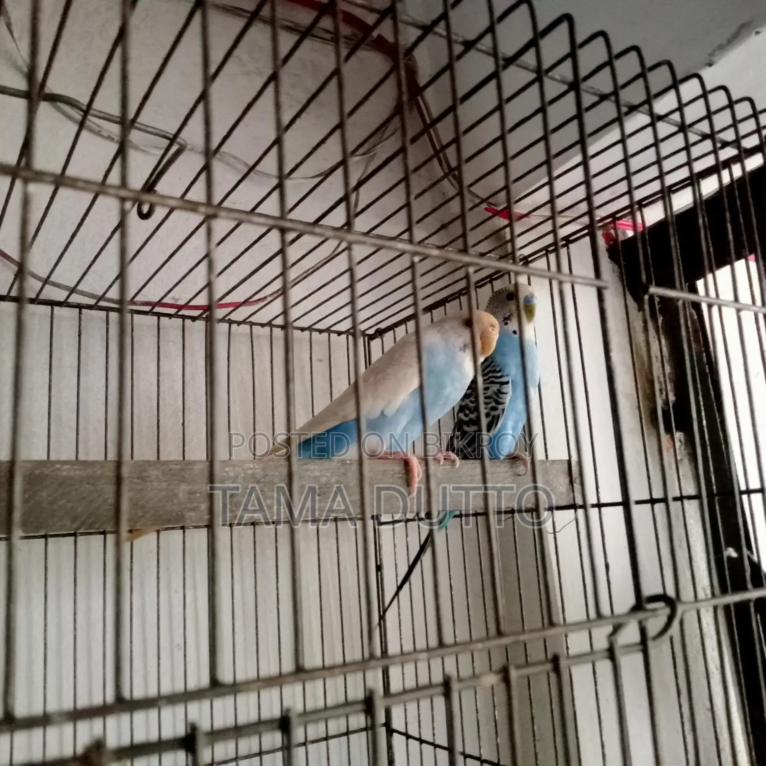 A pair of Budgie birds