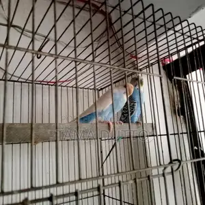 A pair of Budgie birds