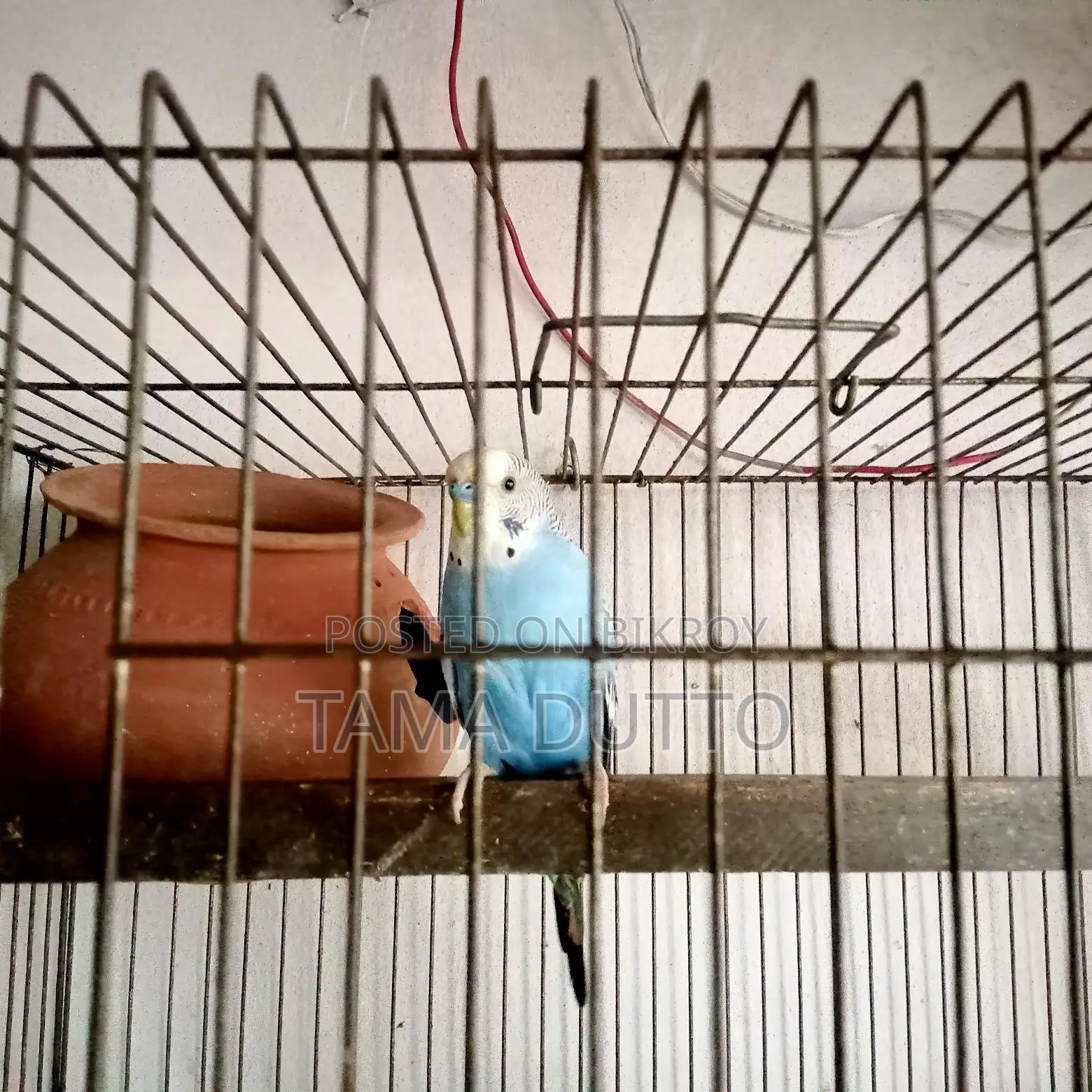 A pair of Budgie birds