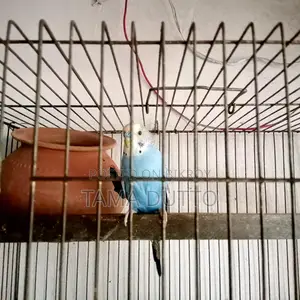 A pair of Budgie birds