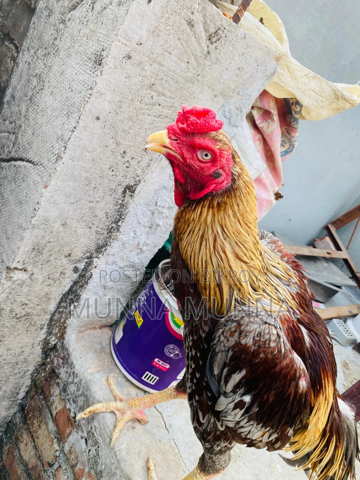 রানিং ফাইটার হাসিল পাগলা মোরগ বিক্রি হবে