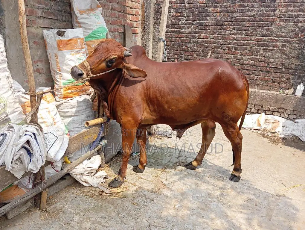Bull for Sale
