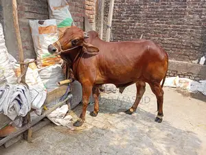 Bull for Sale