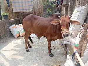 Bull for Sale