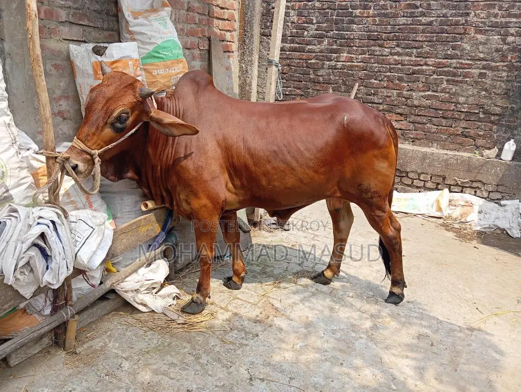 Bull for Sale