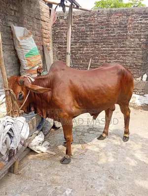 Bull for Sale