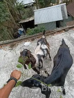Goat suitable for Qurbani