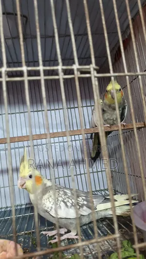 ককাটেল পাখি