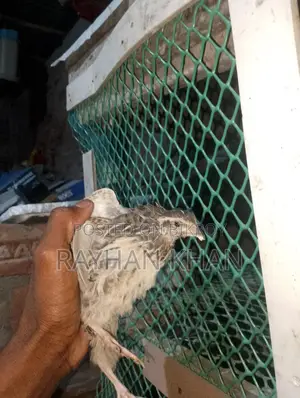 Quail Birds for Sale