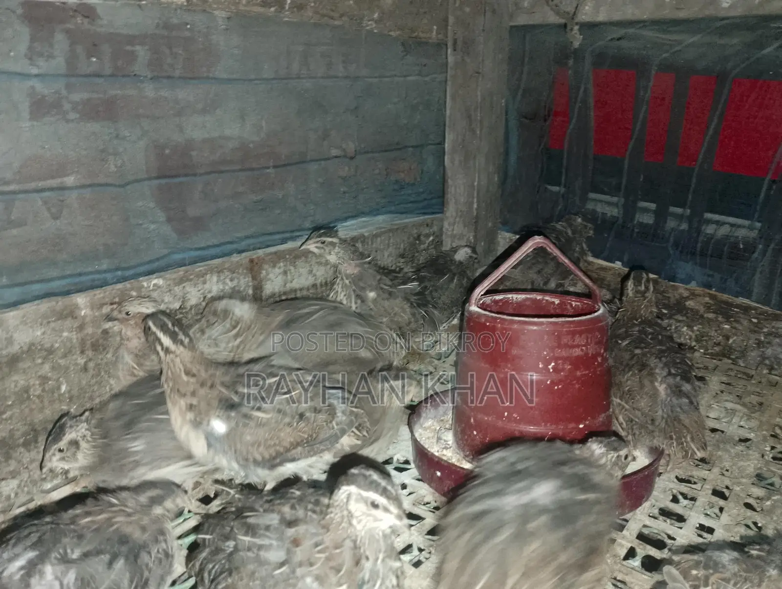 Quail Birds for Sale