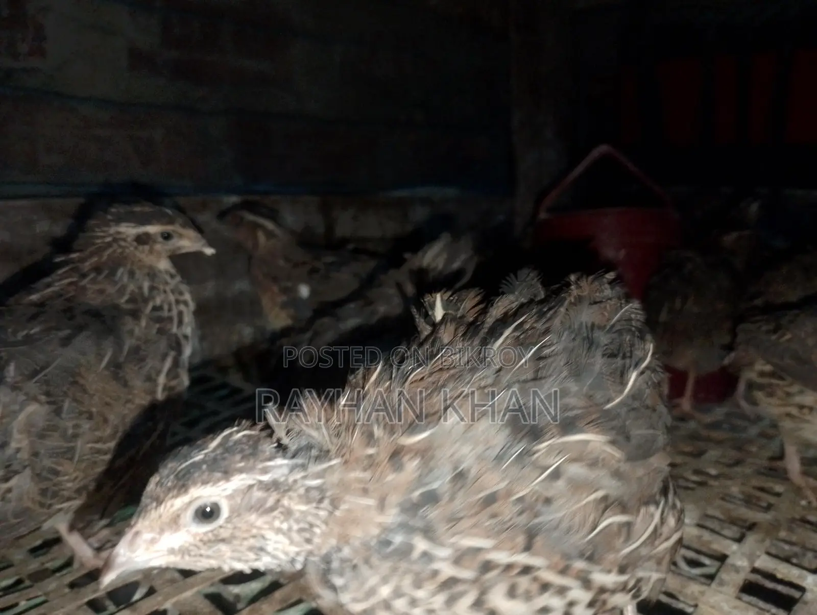 Quail Birds for Sale