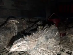 Quail Birds for Sale