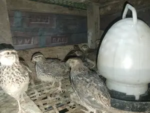 Quail Birds for Sale