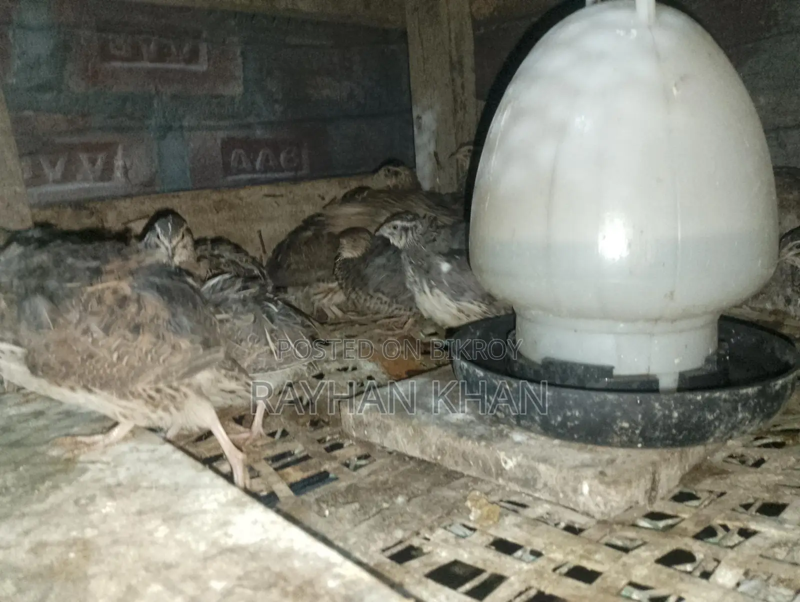 Quail Birds for Sale