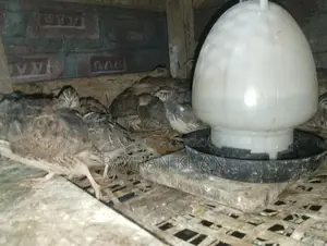 Quail Birds for Sale