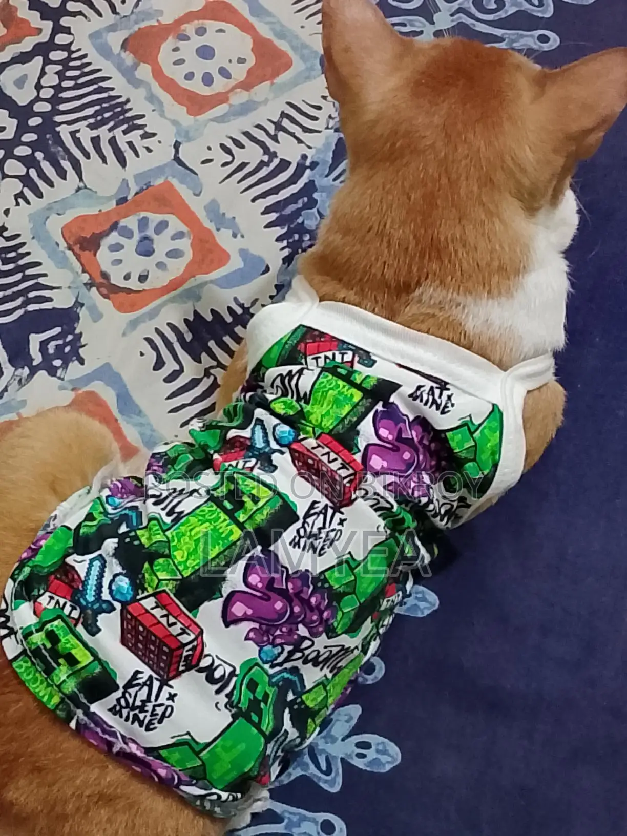 Cat Summer Outfit