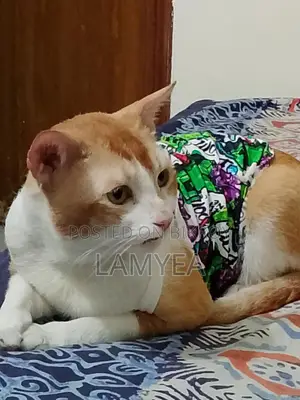 Cat Summer Outfit